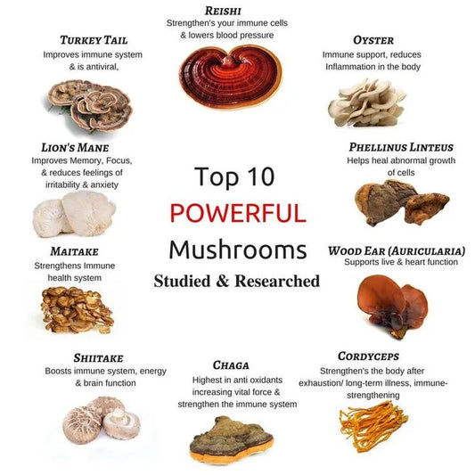 How mushrooms can help us focus & sleep deeper